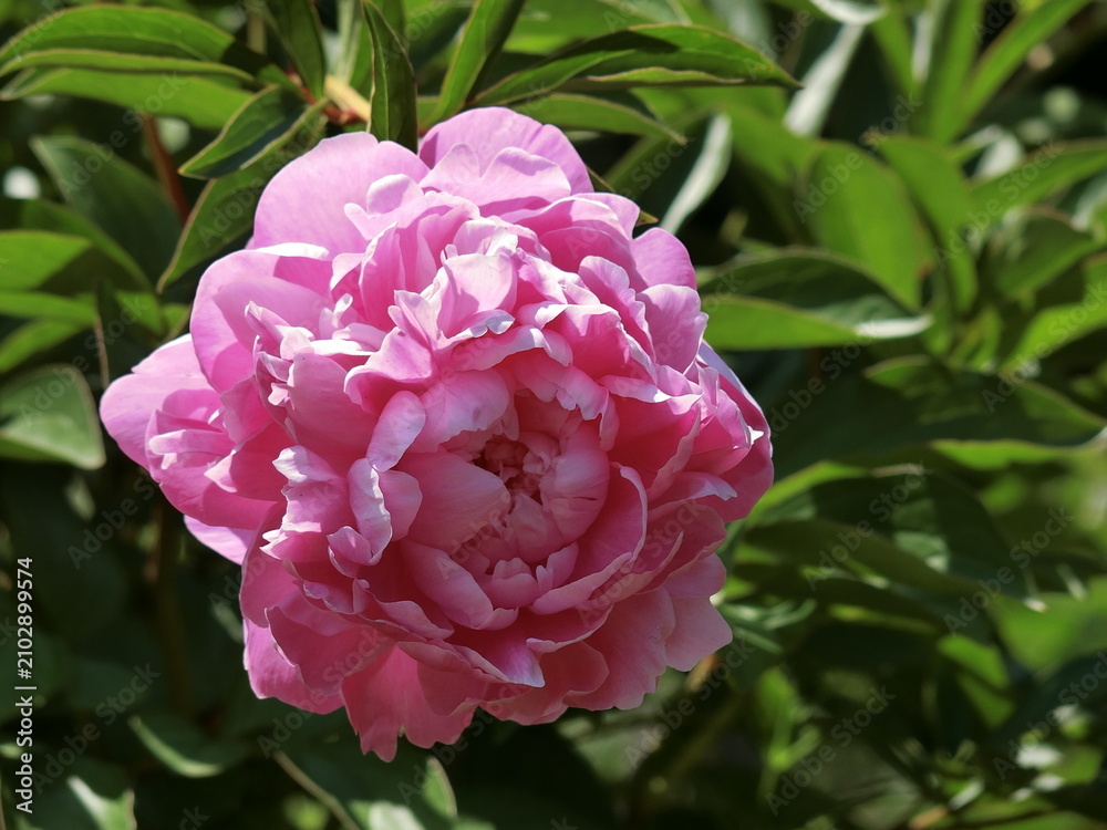 Obraz premium ピンクの芍薬のクローズアップ