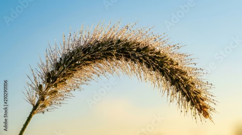 Close up of grass head with morning dew drops.