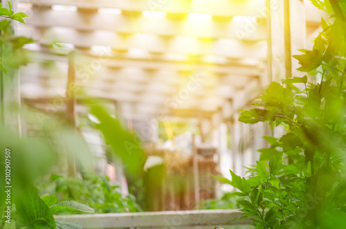 Fotografie Plant growth focuses on foliage development before fruit formation
