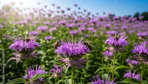 Honey bees pollinating purple wild bergamot flowers in summer meadow