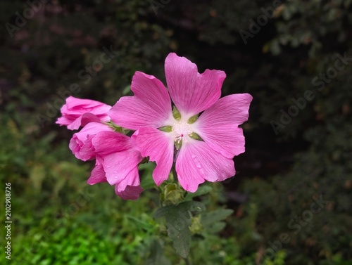 pink common mallow flower (malva) with dark veined petals blooming in a green garden