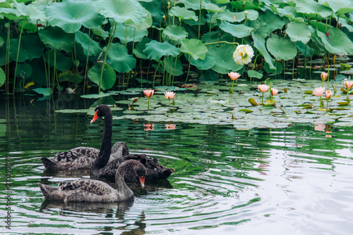 Beautiful water lilies and lotus flowers