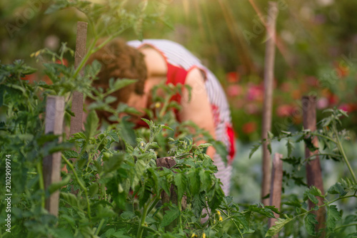 Obraz na plátně Plant growth focuses on foliage development before fruit formation
