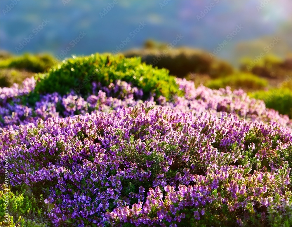 Obraz premium a vibrant carpet of creeping thyme thymus serpyllum a low growing aromatic medicinal perennial herb