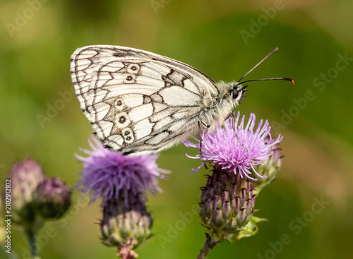 Marbled White butterfly on flower