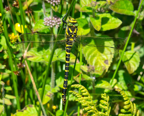 Golden-ringed dragonfly on a stick