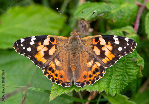 Painted Lady butterfly on leaf