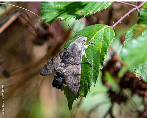 Hummingbird Hawkmoth at rest on a leaf