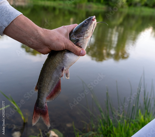 Obraz na plátne Angler holding a caught catfish