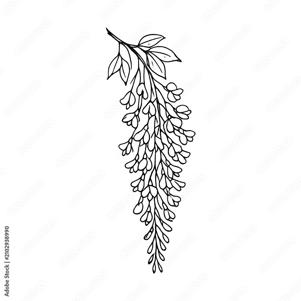 Obraz premium PNG Elegant botanical line art illustration.