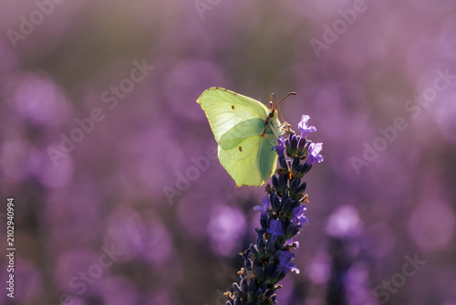Fotografía Close-up of a male common brimstone (Gonepteryx rhamni) perched on a lavender flower spike on a sunny summer day against a blurred lavender background with copy space