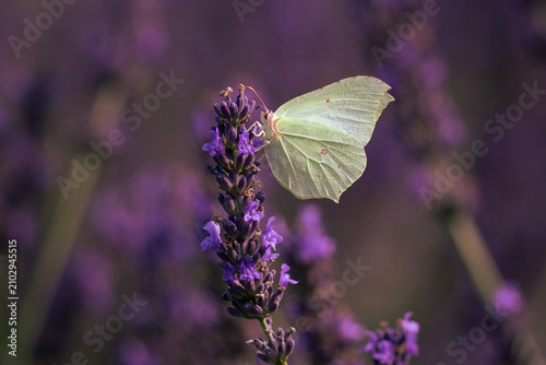 Foto Close-up of a female common brimstone (Gonepteryx rhamni) perched on a lavender flower spike on a sunny summer day against a blurred lavender background with copy space