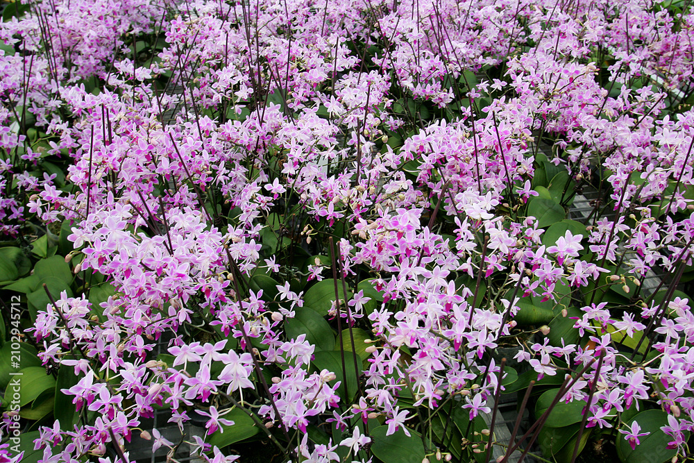 Fototapeta premium Blooming Purple Ground Orchid Flowers in Garden