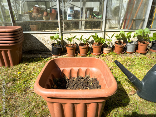 Potting on runner bean seedling plants into a larger container pot of compost with watering can and greenhouse in background
