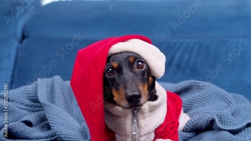 A black and tan dachshund dog dressed in a red and white Santa hooded costume sits calmly on a blue sofa with a knitted blanket, a festive holiday greeting concept.