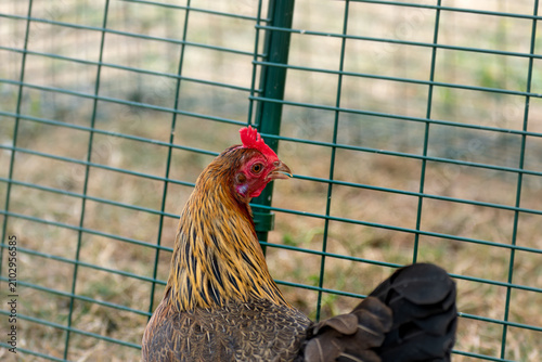 Quadro su tela Ornamental laying hen, breeds, azur, padovana, pekin bantam, ardennaise, affecti