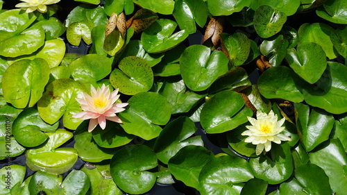 Fotografie the blooming lotus flowers in the pond