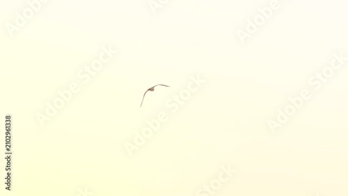 A seagull flies in the sunset sky over the waters of the Arcachon Basin in France