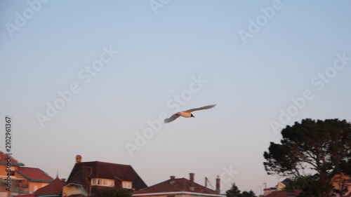A seagull flies in the sunset sky over the waters of the Arcachon Basin in France