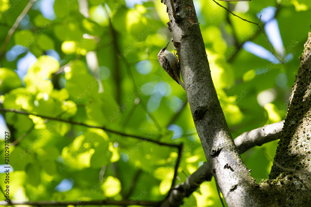 Fototapeta premium Treecreeper climbing among green leaves