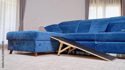 A black and tan dachshund dog walks down a wooden ramp from a blue couch onto a soft rug in a bright living room, a concept of canine mobility support and injury prevention.