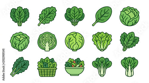 Bild auf Leinwand Collection of fresh green leafy vegetables and cabbages illustration