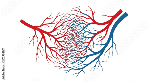 Photos Detailed illustration of the human circulatory system showing a complex network of arteries and veins