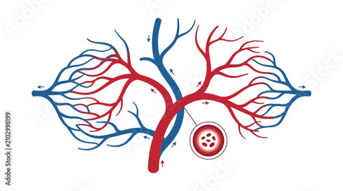 Schilderij op canvas Detailed diagram illustrating the human circulatory system with arteries, veins, and blood cells