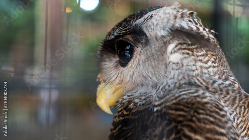 Canvastavla Detailed close-up portrait of a bird of prey featuring a sharp eye, curved beak, and natural feather texture