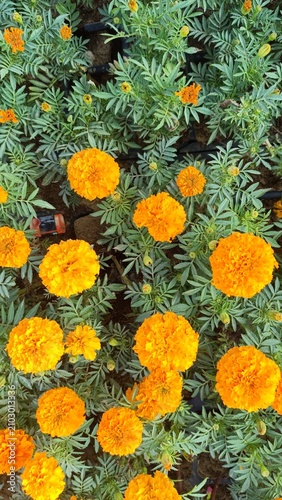 Top view of blooming African marigold flowers creating vibrant floral pattern