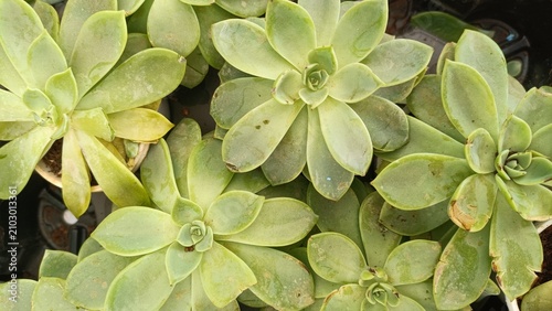 Top view of green echeveria succulent rosettes creating a natural geometric pattern