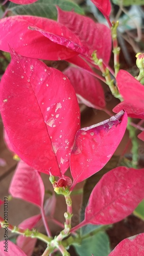 Фотография Close-up of vibrant red poinsettia bracts creating a festive botanical texture