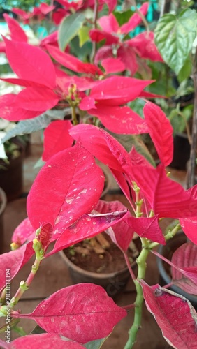 Картината върху платно Close-up of vibrant red poinsettia ornamental bracts with natural leaf texture
