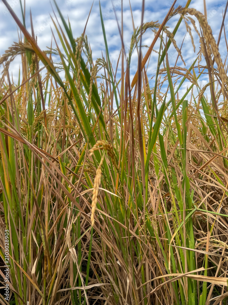 Fototapeta premium Detailed close-up shot of yellow and green rice ears maturing in the paddy field under a beautiful blue sky with white clouds. Concept of agriculture, harvest season, and staple food production