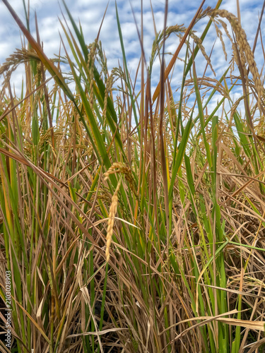фотографія Detailed close-up shot of yellow and green rice ears maturing in the paddy field under a beautiful blue sky with white clouds