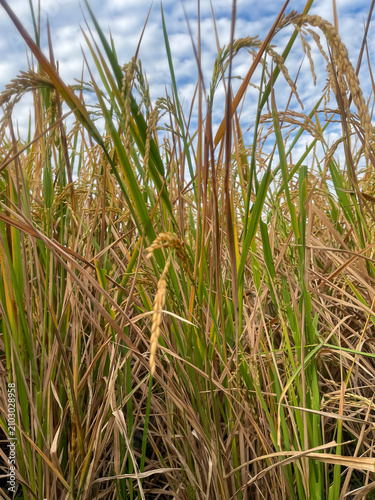 Obraz na plátne Detailed close-up shot of yellow and green rice ears maturing in the paddy field under a beautiful blue sky with white clouds