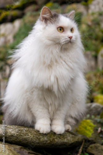 white cat on the ground