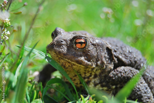 Quadro su tela Common Toad in Green Grass  Close Up