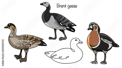 Foto Brent geese