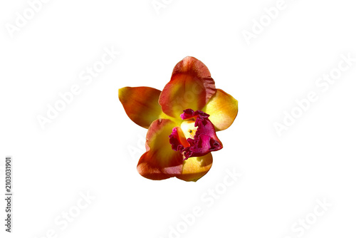 Foto Yellow and red Cattleya orchid flower isolated on Transparent Background PNG