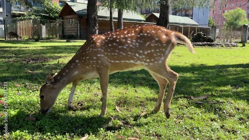 spotted deer calmly grazes on green grass in bright sunshine, showing a graceful wild animal with white markings in a leafy park enclosure on a peaceful summer day