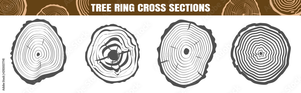 Fototapeta premium Black and white tree ring cross sections with cracks. Circular wood textures of tree stumps and logs.