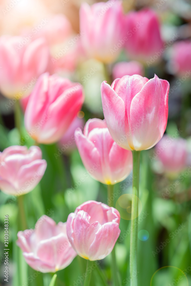 Fototapeta premium Beautiful pink tulip flower in a flower field.