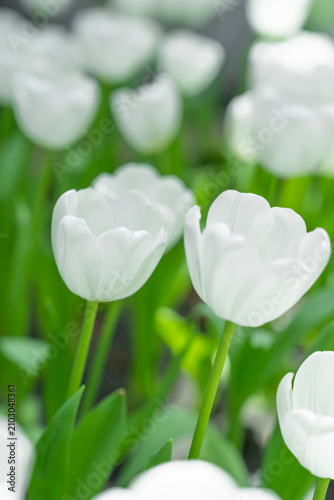 Blooming white tulips. tulip flowers with deep red petals. forming flower arrangement background.