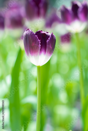 Beautiful purple tulip flower in a flower field.