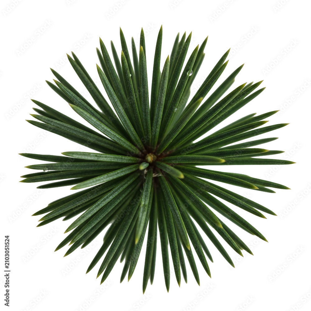 Fototapeta premium Spiky circular pine needle cluster top view on white surface.
