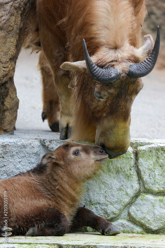 golden takin calf and mom