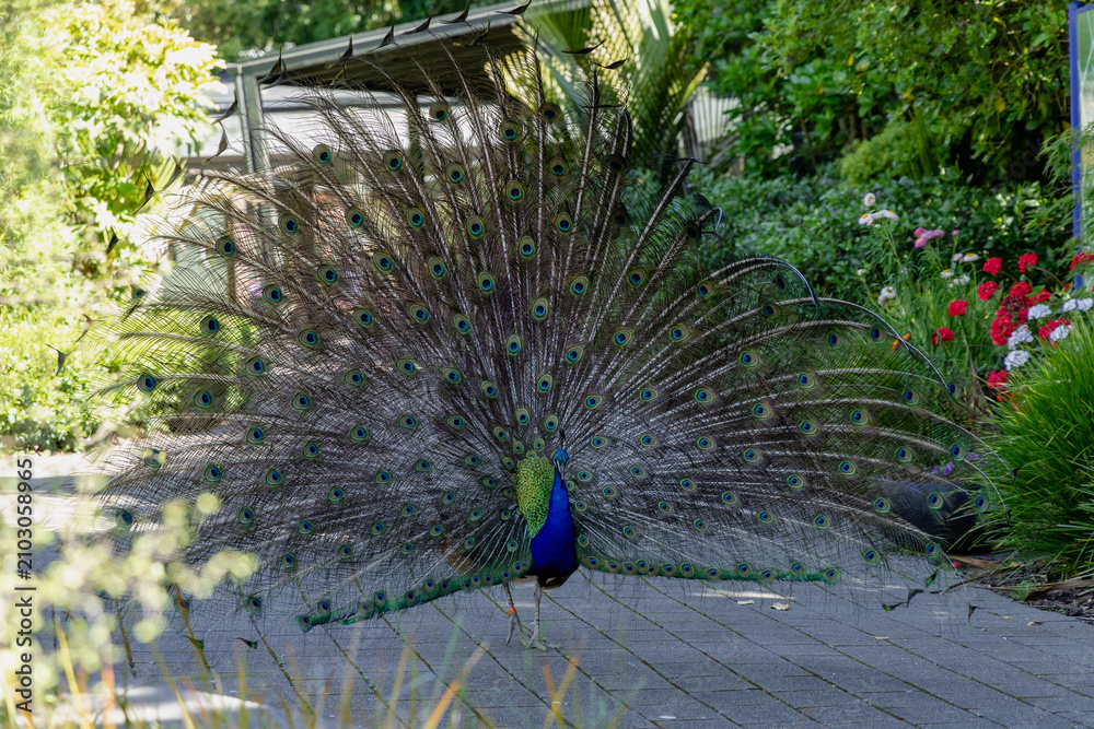 Obraz premium Colorful Peacock Displaying Magnificent Tail Feathers Outdoors