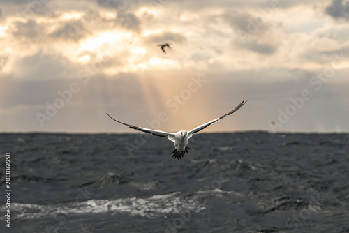 Canvas Print Cape gannet flying beneath dramatic sun rays over the Indian Ocean during the Sa