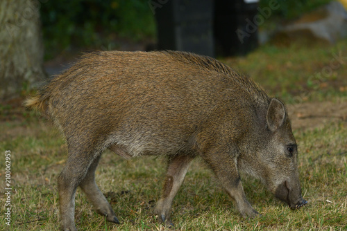 Obraz na płótnie Junges Wildschwein